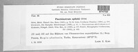 Pucciniastrum epilobii image